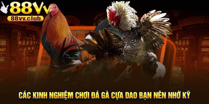 Các kinh nghiệm chơi đá gà cựa dao bạn nên nhớ kỹ