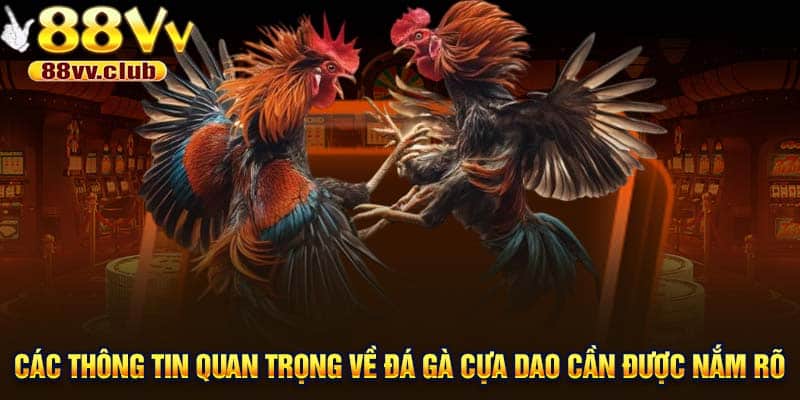 Các thông tin quan trọng về đá gà cựa dao cần được nắm rõ