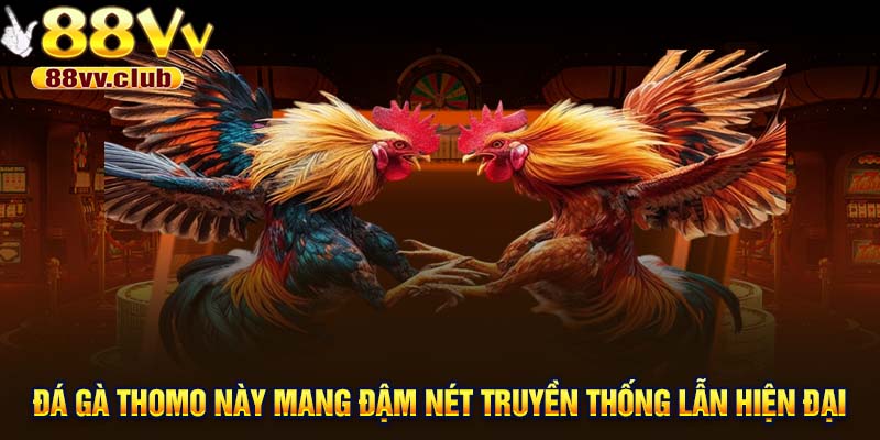 Đá gà Thomo này mang đậm nét truyền thống lẫn hiện đại