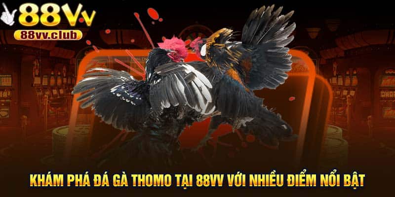 Khám phá đá gà Thomo tại 88VV với nhiều điểm nổi bật