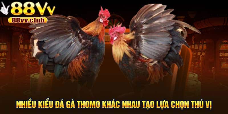 Nhiều kiểu đá gà Thomo khác nhau tạo lựa chọn thú vị