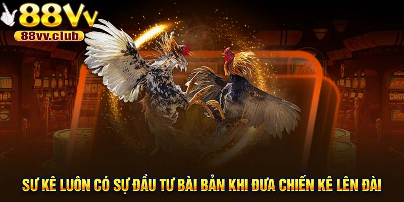 Sư kê luôn có sự đầu tư bài bản trước khi đưa chiến kê lên đài